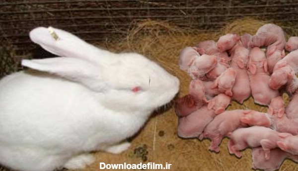 لحظه زایمان خرگوش و به دنیا اومدن 18 تا خرگوش کوچولو! - بامزه ترین ها
