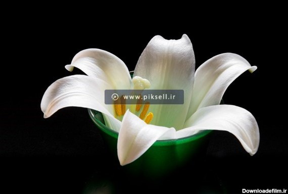 دانلود تصویر با کیفیت از گل لیلیوم سفید با پرچم زرد