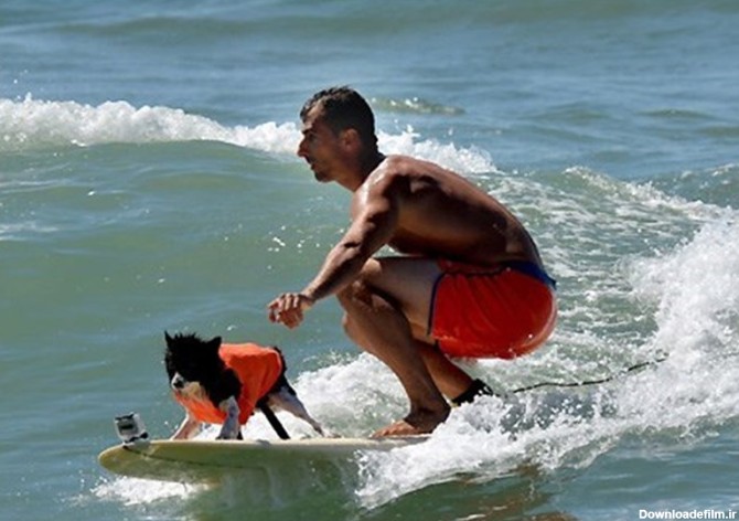 تصاویر مسابقات موج سواری سگ ها‎ - تسنیم