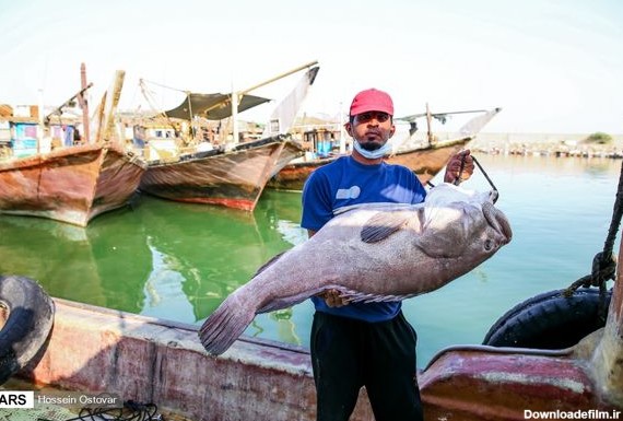ماهی هامور بزرگ در دستان صیاد + عکس
