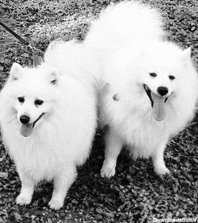 مشخصات کامل، قیمت و خرید نژاد سگ جاپانیز اشپیتز (Japanese Spitz ...
