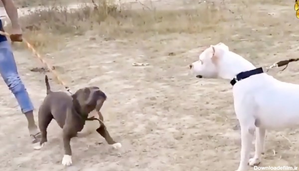 نبرد سگ های وحشی | چه کسی برنده سگ پیتبول آرژانتینی می شود؟ (مقایسه)