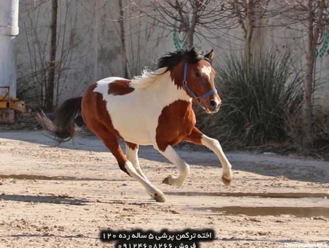 قیمت اسب پونی پاکوتاه در ایران
