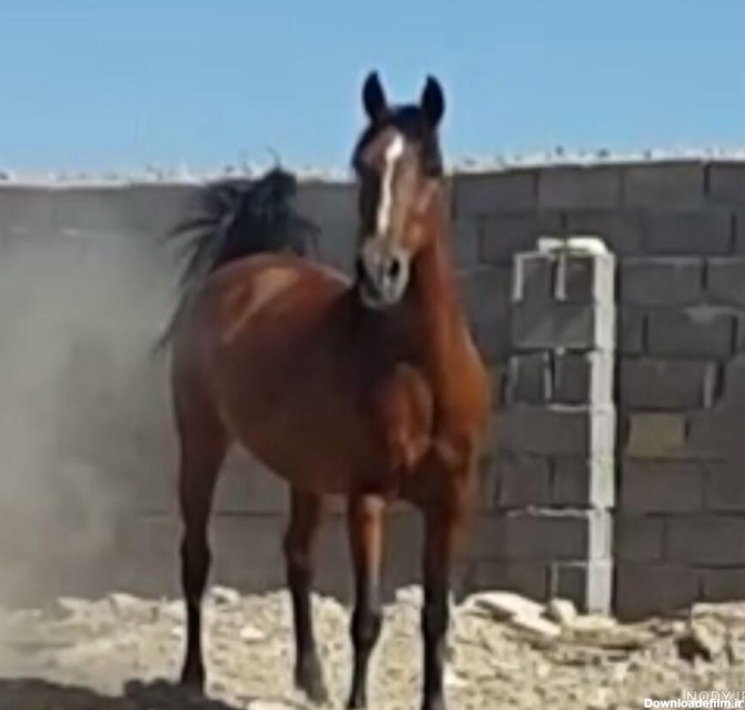 کشش اسب عربی