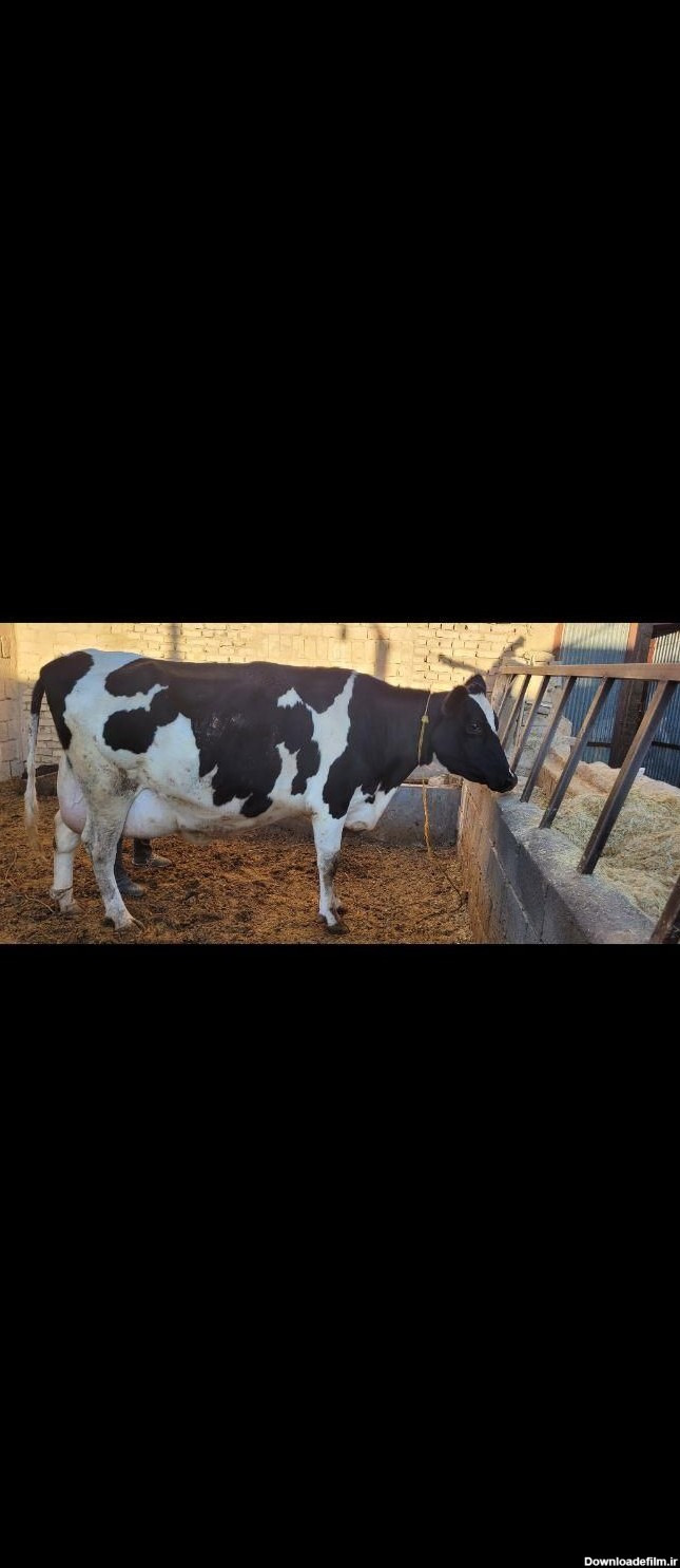 گاو شیرده همراه با گوساله|حیوانات مزرعه|آباده|دیوار