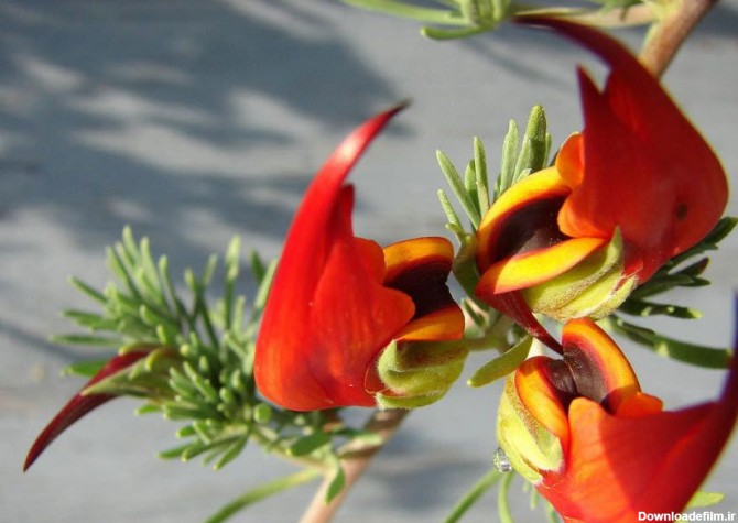 زیباترین و کمیاب ترین گلهای جهان+ عکس - پایگاه خبری تحلیلی ...