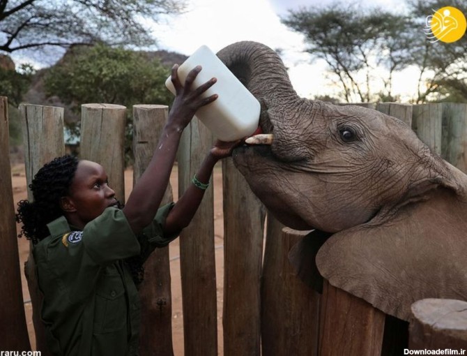 بچه فیل های بی مادر نجات پیدا کردند+عکس