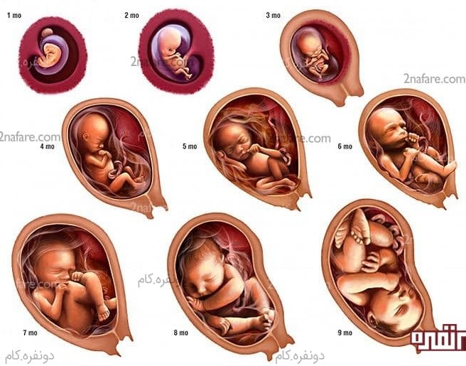 رشد جنین :: از جنین تا بلوغ
