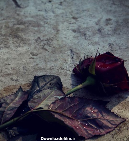 گل پژمرده - عکس ویسگون