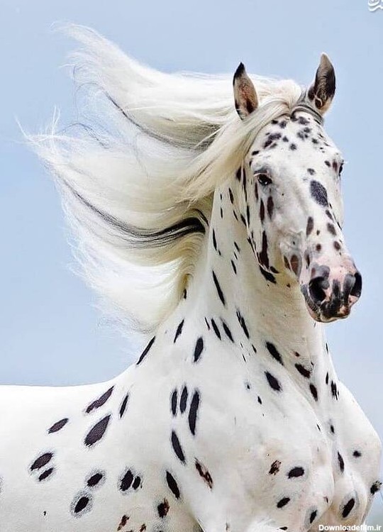عکس اسب سفید خالدار