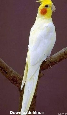 عکس شاه طوطی سفید - عکس نودی
