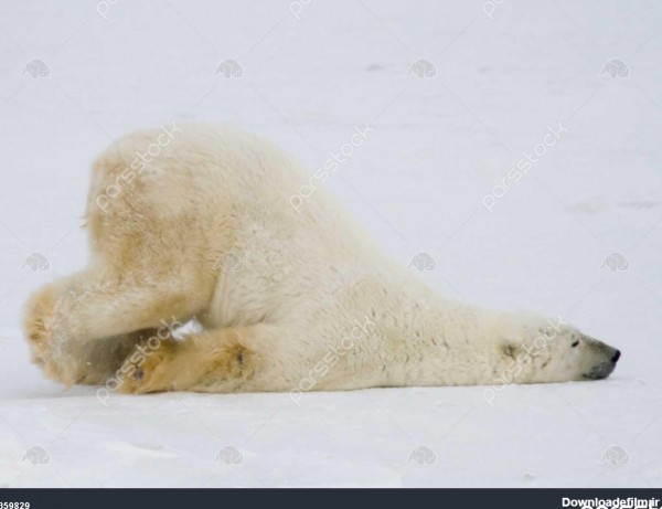 احمقانه قطبی خرس 1359829