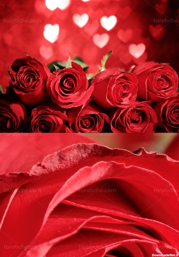 پس زمینه عاشقانه گل های رز قرمز و بوکه های قلب - گرافیک با طعم تربچه