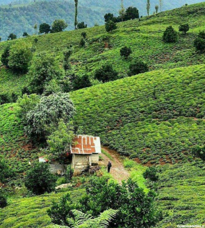 مزارع سرسبز چای لاهیجان در استان گیلان + عکس