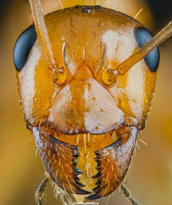 تصاویر | صورت ترسناک مورچه از نزدیک‌ترین نمای ممکن - خبرآنلاین