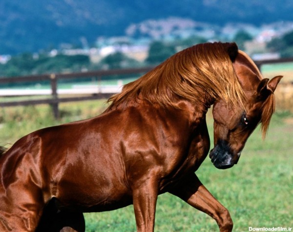 گالری عکس اسب های شگفت انگیز و زیبا تصاویر اسب های جذاب (2)