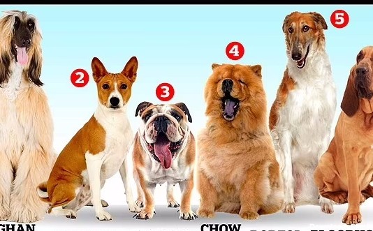 با کم هوش ترین نژادهای سگ آشنا شوید
