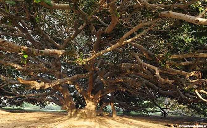 درخت انجیر معابد (مکرزن) چابهار
