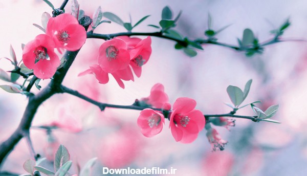 عکس شکوفه گل بهاری صورتی رنگ زیبا
