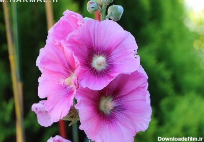 خواص گل ختمی - خواص گل ختمی برای سرفه گلو درد و سرما خوردگی در طب سنتی