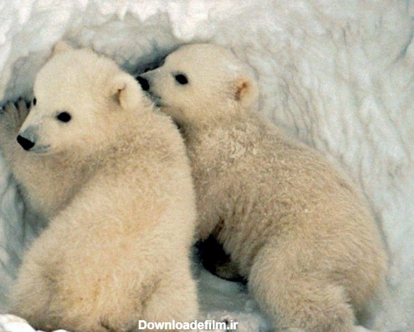 عکس ها و تصاویر زیبا خرس قطبی واقعی و وحشی سفید برای پروفایل