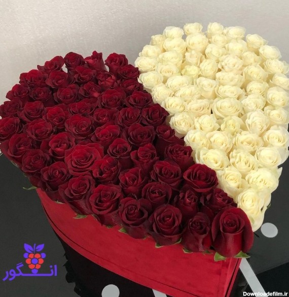 باکس گل رز قرمز و سفید هلندی برای مناسبت های تقویمی و عاشقانه | گل ...