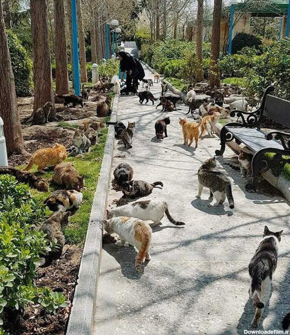 غذا دادن به گربه ها و گندزدن به اکوسیستم | تبادل نظر نی نی سایت