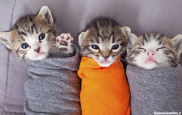 آخرین خبر | عکس/ گربه های تازه متولد شده