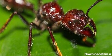 ببینید||دردناکترین گزش حشرات متعلق به این مورچه ها است!/ مورچه ای که با نیشش دردی برابر با برخورد گلوله تولید میکند!