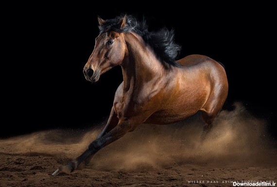 آموزش عکاسی از اسب ها: چگونه از اسب ها عکس بگیریم | لنزک
