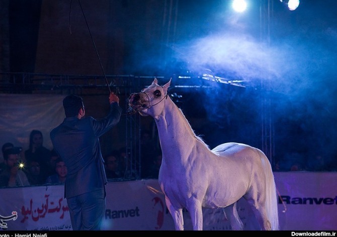 تصاویر/ حراج اسب اصیل عرب در یزد