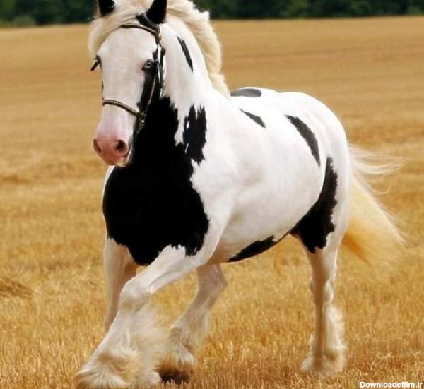 گالری عکس اسب های شگفت انگیز و زیبا تصاویر اسب های جذاب (3)