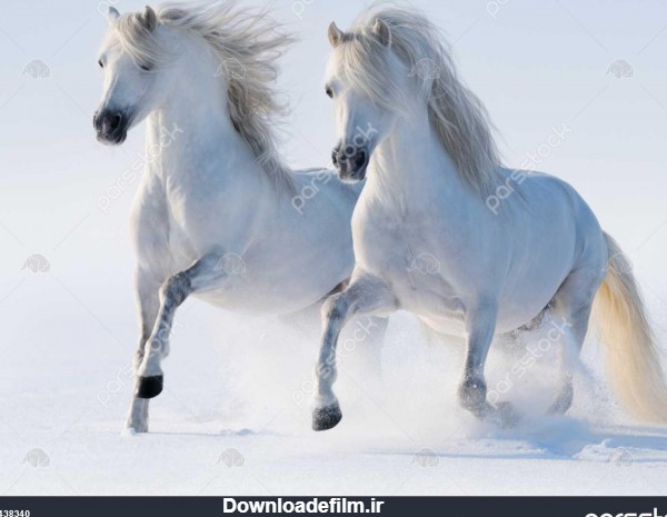 اسب سفید در حال اجرا در برف 1438340