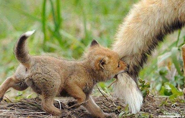 عکس بچه روباه زیبا