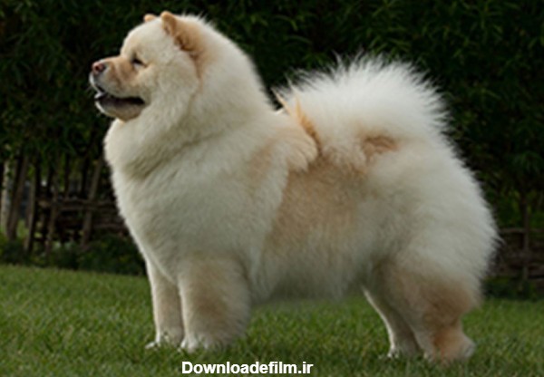 مشخصات کامل، قیمت و خرید نژاد سگ چاو چاو (Chow Chow) | پت راید