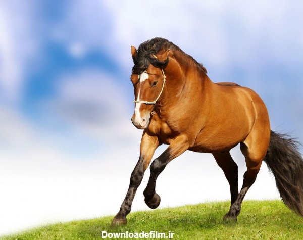 عکس اسب زیبا برای پروفایل و تصویر زمینه