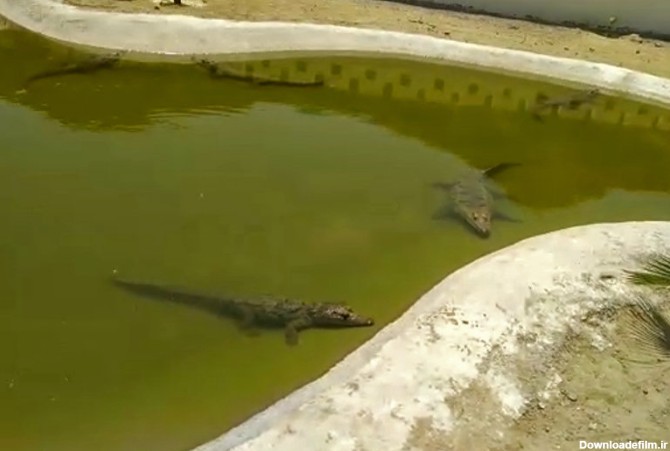 فیلم | مزرعه تکثیر و پرورش تمساح در چابهار
