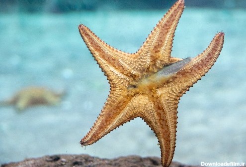 ستاره دریایی چیست ؟ — آناتومی، تغذیه، تولید مثل و دیگر دانستنی ها ...