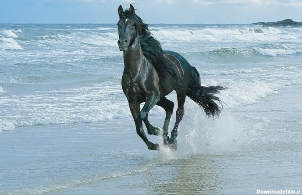 گالری عکس اسب های شگفت انگیز و زیبا تصاویر اسب های جذاب (4)