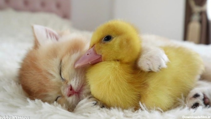بچه گربه خوشگل و بامزه با جوجه اردک شیرین می خوابد