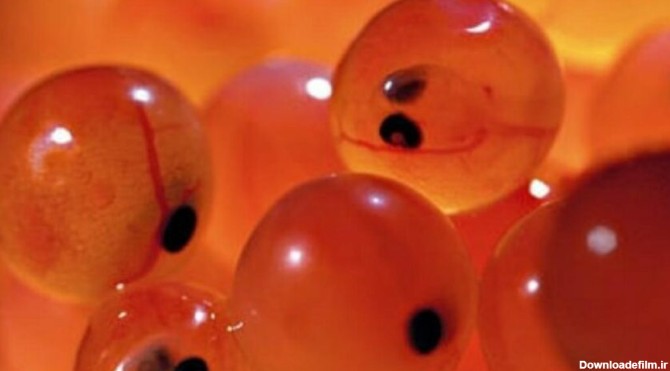 ایران به صادرکننده تخم چشم زده ماهی قزل‌آلا