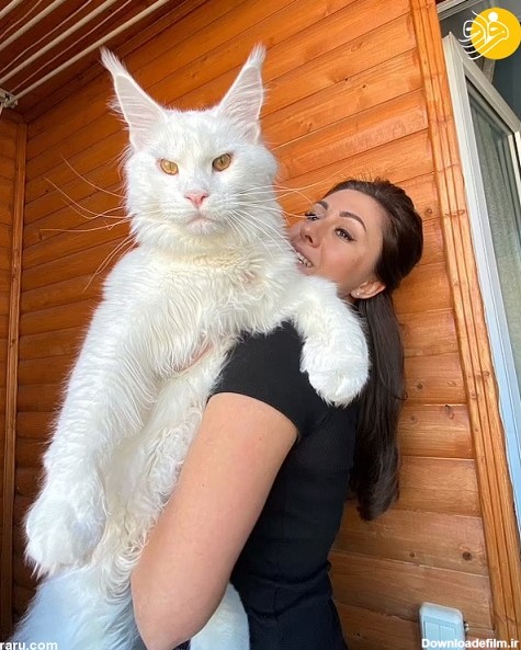 کفیر» بزرگترین گربه خانگی جهان در قفقاز