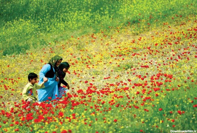 تصاویر | ایران، سرزمین زیباترین گل‌های جهان - همشهری آنلاین