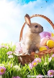خرید و قیمت دانلود عکس با کیفیت خرگوش و تخم مرغ های رنگی | ترب