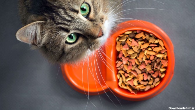 معرفی بهترین برند غذای خشک گربه خارجی