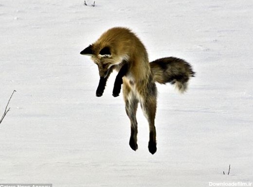 لحظه شکار موش صحرایی توسط روباه قرمز+تصاویر