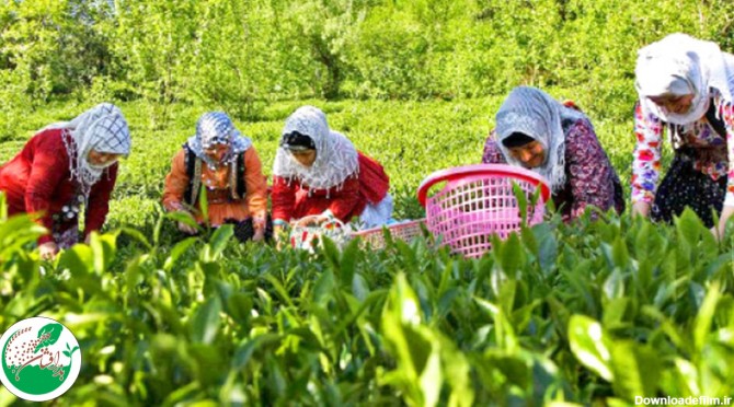 چای لاهیجان | خرید چای بهاره ممتاز لاهیجان | فروشگاه چای ارگانیک
