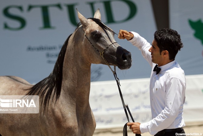 جشنواره زیبایی اسب اصیل عرب در تبریز (عکس)