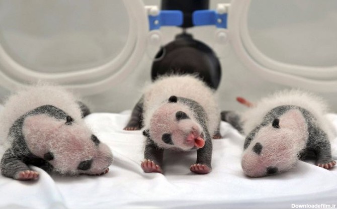 بچه های تازه متولد شده پاندا/ آزمایشگاهی در چین - عکس ویسگون