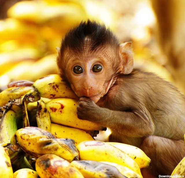 گالری عکس های حیوانات ( عکس هایی زیبا از بچه میمون های کوچولو )